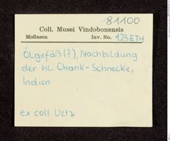 Etikett zu Nachbildung einer Chank-Schnecke  (NHMW-ZOO-MO-0081100-ETH-123)